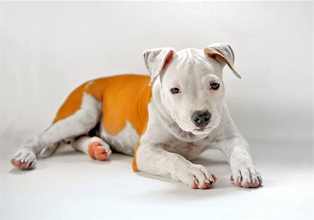 staffordshire terrier - puppy American Staffordshire terrier on white background Stockbilder - Microstock & Abonnement, Bildnummer: 400-07754464