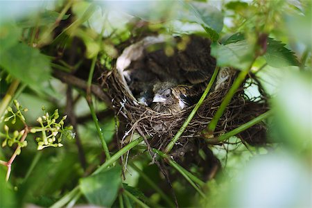 simsearch:400-04406903,k - Little Bird Nestlings in the branch closeup Fotografie stock - Microstock e Abbonamento, Codice: 400-07754875