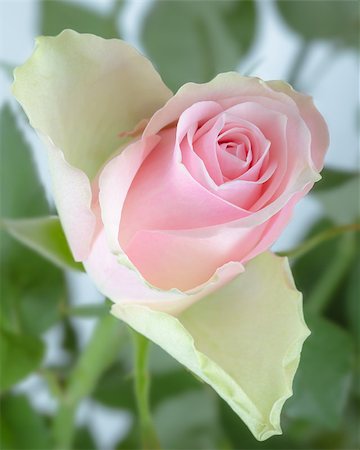 Pink rose bud with green stems and leaves in the garden Fotografie stock - Microstock e Abbonamento, Codice: 400-07756692