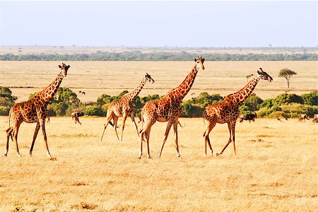 simsearch:879-09021080,k - Two giraffes (Giraffa camelopardalis) on the Maasai Mara National Reserve safari in southwestern Kenya. Photographie de stock - Aubaine LD & Abonnement, Code: 400-07757078