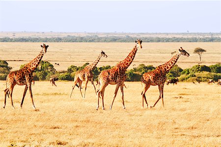 simsearch:400-06859317,k - Two giraffes (Giraffa camelopardalis) on the Maasai Mara National Reserve safari in southwestern Kenya. Stockbilder - Microstock & Abonnement, Bildnummer: 400-07757078