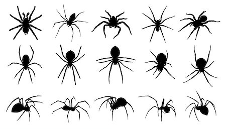 simsearch:640-02770439,k - spider silhouettes on the white background Foto de stock - Super Valor sin royalties y Suscripción, Código: 400-07757982