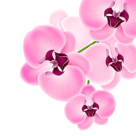 Vector illustration beautiful orchids on a white background Photographie de stock - Aubaine LD & Abonnement, Code: 400-07758046