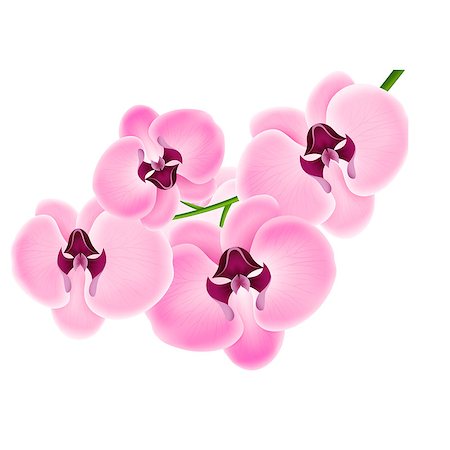 Vector illustration of orchids on a white background Photographie de stock - Aubaine LD & Abonnement, Code: 400-07758087