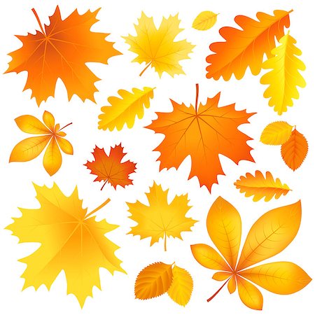 Vector illustration a set of beautiful autumn leaves Stock Photo - Budget Royalty-Free & Subscription, Code: 400-07758103