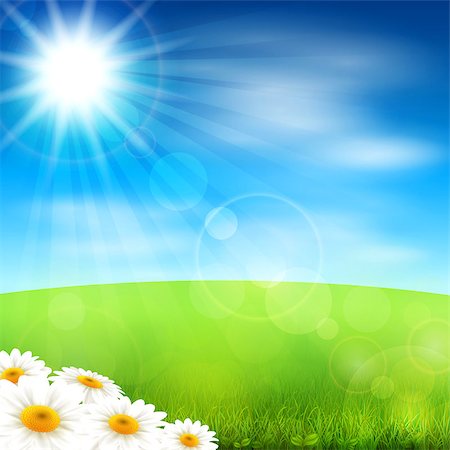 Vector illustration summer field with blossoming daisies Stock Photo - Budget Royalty-Free & Subscription, Code: 400-07758113