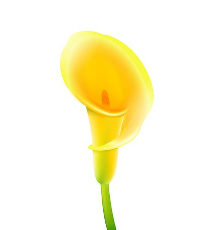 Vector illustration of Calla flower Stock Photo - Budget Royalty-Free & Subscription, Code: 400-07759931