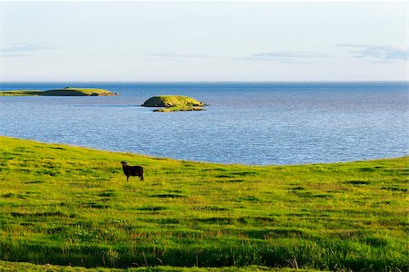 simsearch:400-04083138,k - Iceland summer landscape. Goat on sea coast  in the meadows Foto de stock - Super Valor sin royalties y Suscripción, Código: 400-07775077