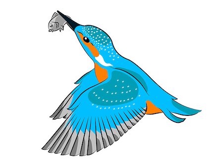 A blue, orange and white colored Kingfisher bird is flying with a fish on a white background, vector illustration Photographie de stock - Aubaine LD & Abonnement, Code: 400-07775157