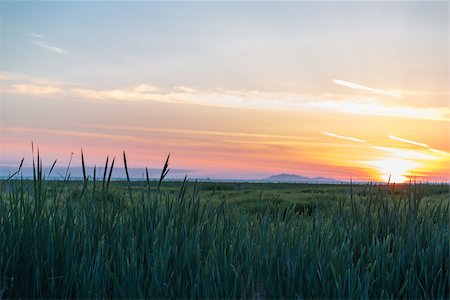 Beautiful Sunset By A Grassy Marsh Photographie de stock - Aubaine LD & Abonnement, Code: 400-07775195