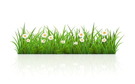 Vector illustration with a beautiful summer grass Photographie de stock - Aubaine LD & Abonnement, Code: 400-07775822