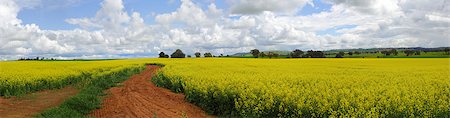 The rich red earth of the Cowra shire produces the top 1-2% of Canola grown and harvested in Australia. Stock Photo - Budget Royalty-Free & Subscription, Code: 400-07776494