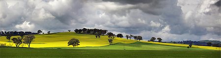 spring storm - Picturesque views from Sunnyside Road, Cowra.  Menacing storm clouds over undulating fields of flowering canola  now and then give way to golden sunshine which lights the landscape in light and shadow Stock Photo - Budget Royalty-Free & Subscription, Code: 400-07776495
