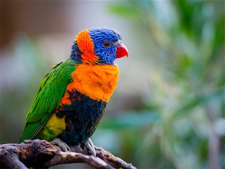 perruche - Rainbow Lorikeet (Trichoglossus Haematodus) have very bright plumage. The head is deep blue with a greenish-yellow nuchal collar, and the rest of the upperparts (wings, back and tail) are deep green. The chest is red with blue-black barring. The belly is deep green, and the thighs and rump are yellow with deep green barring. In flight a yellow wing-bar contrasts clearly with the red underwing cove Photographie de stock - Aubaine LD & Abonnement, Code: 400-07776535