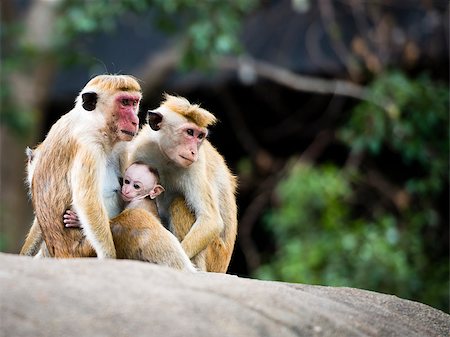 simsearch:879-09100478,k - Family of Macaque monkeys in the forest, breastfeeding their young one. The Macaques are the most widespread primate genus, ranging from Japan to Afghanistan and, in the case of the Barbary Macaque (Macaca Sylvanus), to North Africa and southern Europe. Twenty-two macaque species are currently recognized, including some of the monkeys best known to non-zoologists, such as the Rhesus Macaque (Macac Foto de stock - Super Valor sin royalties y Suscripción, Código: 400-07776531