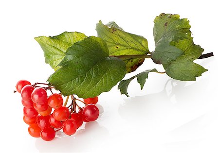 simsearch:400-08070445,k - Bunch of ripe viburnum isolated on a white background Stock Photo - Budget Royalty-Free & Subscription, Code: 400-07776549