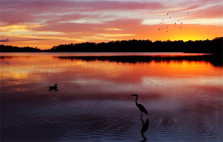 simsearch:400-07667033,k - Magnificent sunrise and reflections at Narrabeen Lakes, NSW Australia Stock Photo - Budget Royalty-Free & Subscription, Code: 400-07776615