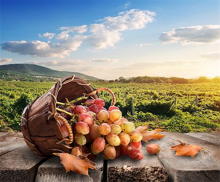 simsearch:400-07932348,k - Grapes in a basket and beautiful vineyard Foto de stock - Super Valor sin royalties y Suscripción, Código: 400-07776746