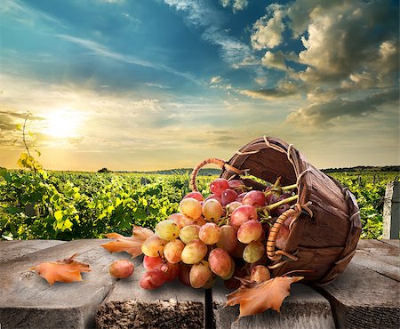 sunrise harvest - Grapes in a basket on wooden table Stock Photo - Budget Royalty-Free & Subscription, Code: 400-07776747