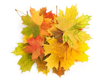 simsearch:400-04651966,k - Colorful maple leaves. Isolated on white background Foto de stock - Super Valor sin royalties y Suscripción, Código: 400-07776997