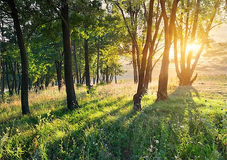simsearch:400-07932789,k - Flower glade in the forest at sunrise Stock Photo - Budget Royalty-Free & Subscription, Code: 400-07779663