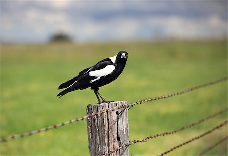 Australian Magpie - Gymnorhina tibicen, sitting on an old rustic fence post with intense stare. Foto de stock - Super Valor sin royalties y Suscripción, Código: 400-07779762