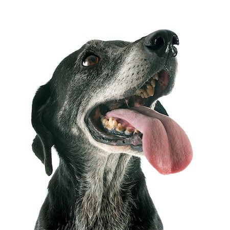 old labrador retriever in front of white background Foto de stock - Super Valor sin royalties y Suscripción, Código: 400-07771158
