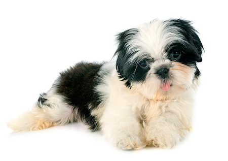 shiatsu - puppy shitzu in front of white background Stockbilder - Microstock & Abonnement, Bildnummer: 400-07771162