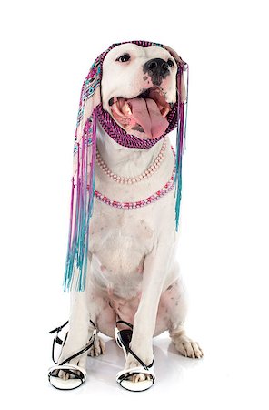 dogs with jewelry - argentinian dog in front of white background Stock Photo - Budget Royalty-Free & Subscription, Code: 400-07771174