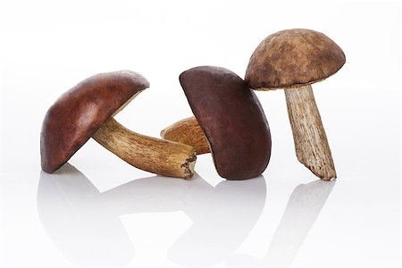 simsearch:400-07038465,k - Culinary edible mushrooms isolated on white background with reflection. Culinary mushroom picking and eating. Photographie de stock - Aubaine LD & Abonnement, Code: 400-07771436