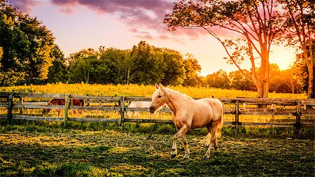 simsearch:400-06089269,k - Beautiful palomino horse running across the pasture at sunset Foto de stock - Super Valor sin royalties y Suscripción, Código: 400-07771517