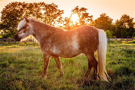 shetlandpony - Image of a beautiful Shetland Pony on a farm in Cental Kentucky against sunset Stockbilder - Microstock & Abonnement, Bildnummer: 400-07771527