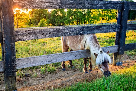 shetlandpony - Shetland pony is reaching outside the fence for greener grass Stockbilder - Microstock & Abonnement, Bildnummer: 400-07771528