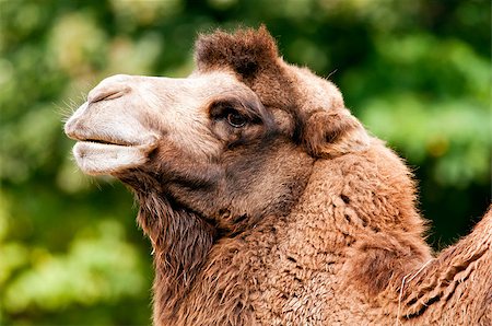 A closeup of the head of a bactrian camel Fotografie stock - Microstock e Abbonamento, Codice: 400-07771565