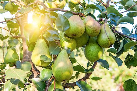 simsearch:400-07513164,k - Pear trees laden with fruit in an orchard in the sun Stock Photo - Budget Royalty-Free & Subscription, Code: 400-07771839