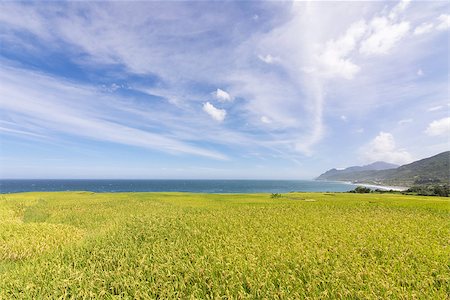 simsearch:400-07293838,k - Paddy terrace farm near the sea under blue sky, shot at Xinshe, Fengbin Township, Hualien County, Taiwan, Asia. Photographie de stock - Aubaine LD & Abonnement, Code: 400-07771862