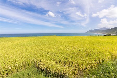 simsearch:400-07293838,k - Paddy terrace farm near the sea under blue sky, shot at Xinshe, Fengbin Township, Hualien County, Taiwan, Asia. Photographie de stock - Aubaine LD & Abonnement, Code: 400-07771863