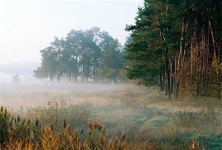 simsearch:400-07321234,k - Autumn meadow is shrouded in morning mist. Green pine-trees  are outline against the withered grass. Foto de stock - Royalty-Free Super Valor e Assinatura, Número: 400-07771953