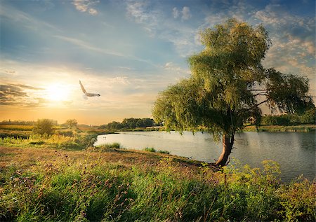 simsearch:400-07932171,k - The river in the countryside in late summer Foto de stock - Super Valor sin royalties y Suscripción, Código: 400-07772037