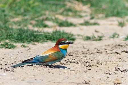 european bee eater (Merops Apiaster) in Danube Delta, Romania Stockbilder - Microstock & Abonnement, Bildnummer: 400-07772040