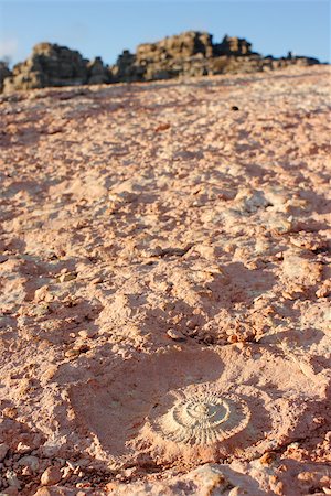 simsearch:400-05369378,k - Close-up of a fossil in countryside Foto de stock - Super Valor sin royalties y Suscripción, Código: 400-07772275