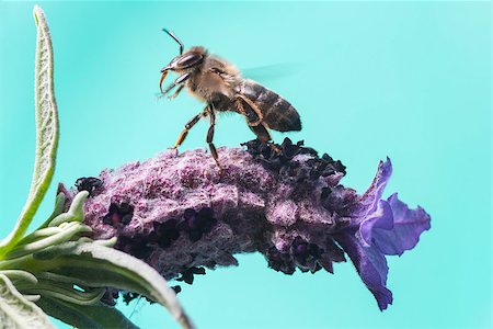 simsearch:400-05383771,k - Bee Sucking Lavander Stockbilder - Microstock & Abonnement, Bildnummer: 400-07772279