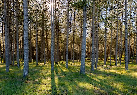 simsearch:879-09129093,k - Beautiful landscape of Backlight Forest Stockbilder - Microstock & Abonnement, Bildnummer: 400-07772302