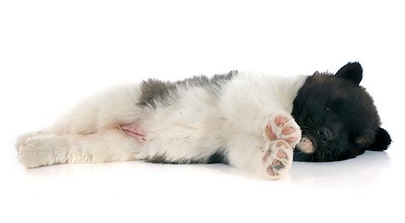 puppy american akita in front of white background Stockbilder - Microstock & Abonnement, Bildnummer: 400-07772342