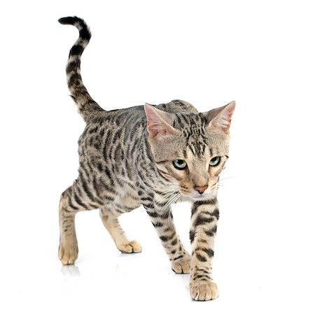 simsearch:400-08257619,k - portrait of a purebred  bengal cat on a white background Foto de stock - Super Valor sin royalties y Suscripción, Código: 400-07772421