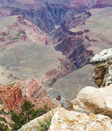 simsearch:400-06739191,k - Unusual Grand Canyon view with a groud squirrel on foreground Photographie de stock - Aubaine LD & Abonnement, Code: 400-07772548