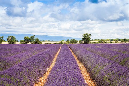 french lifestyle and culture - Provence Region, France. Lavander field at end of June Stock Photo - Budget Royalty-Free & Subscription, Code: 400-07772550
