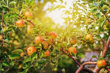 simsearch:400-07513164,k - Red apples on apple tree branch, bright rays of the sun Stock Photo - Budget Royalty-Free & Subscription, Code: 400-07772658