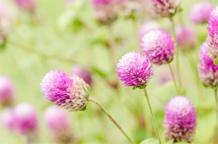 Globe Amaranth or Bachelor Button flower macro close-up shot in nature Stock Photo - Budget Royalty-Free & Subscription, Code: 400-07772819