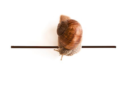 Cute snail going over the finish line. Fotografie stock - Microstock e Abbonamento, Codice: 400-07772891